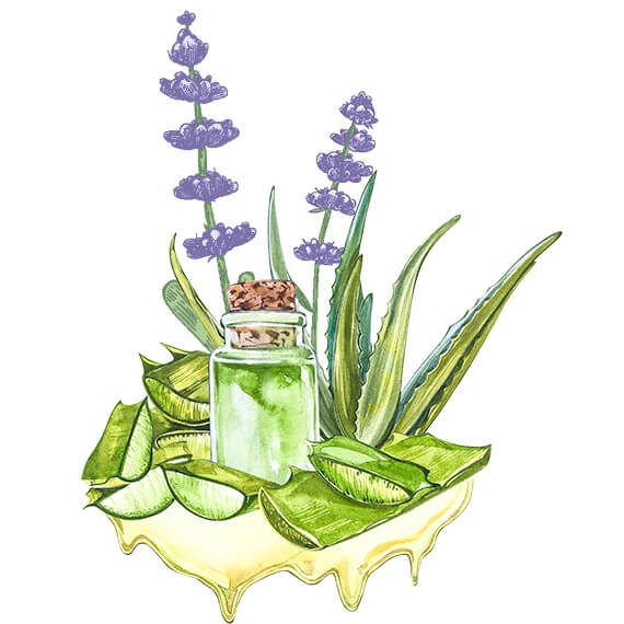 Obrázek Aloe a levandule Obrázek Aloe a levandule