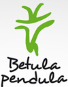 Betula pendula